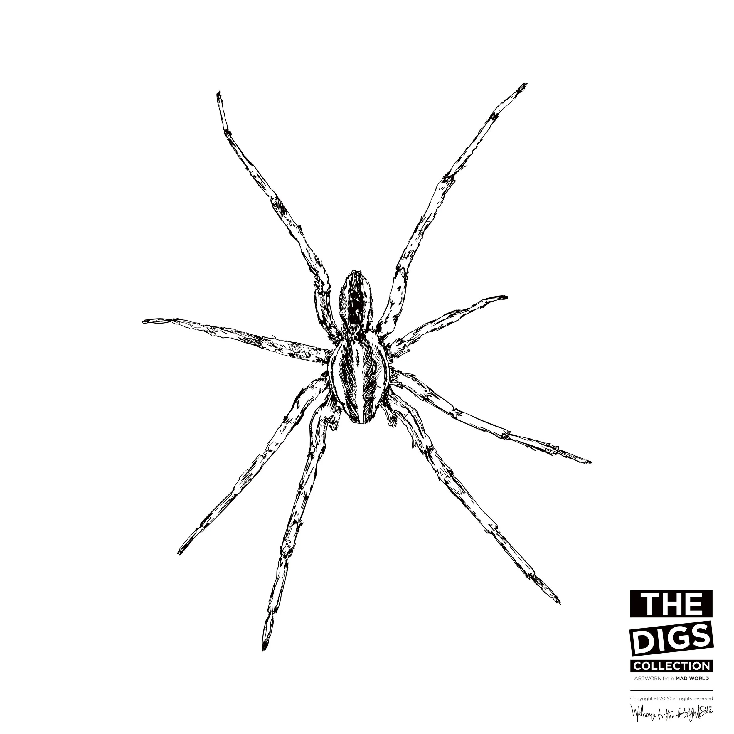 TDC_MW_SPIDER_1_B+W.jpg