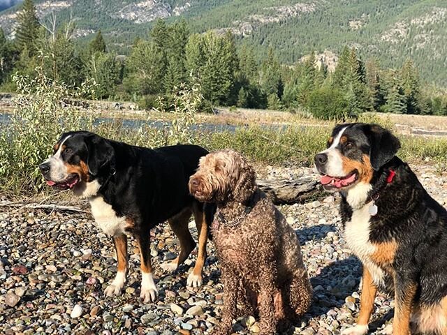 A note from our executive team Eddie - VP of Barketing, Bob Marley - Chief Dog Officer, and Sydney - VP of Snack Culture 💗 
In honour of #nationalpuppyday we hope you take some time today to look at some cute pics of dogs, and to take a moment for y