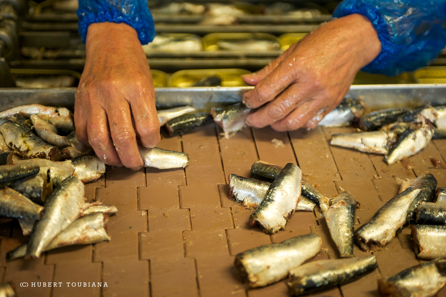 WAXY HANDS OF A FISHERY WORKER / MAINS CIREUSES D'UNE SARDINIÈRE /