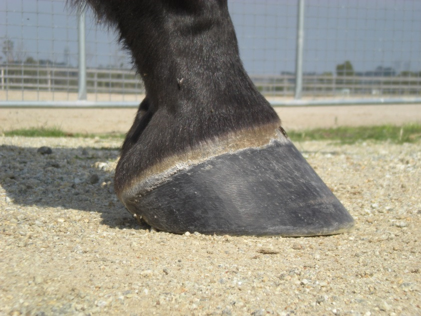 (Fig.1) a straight and correct hoof wall. 