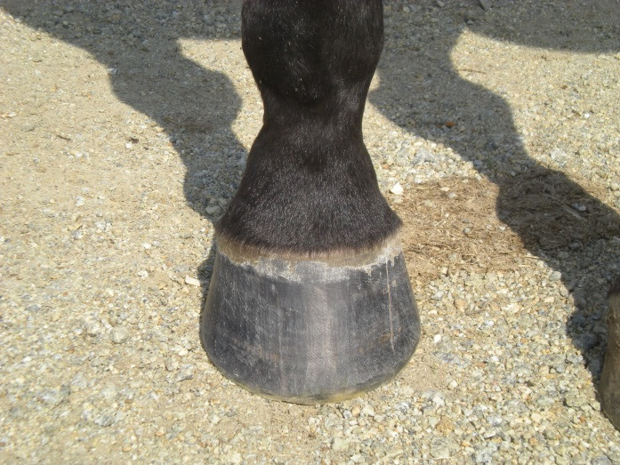 (FIG.3) Hoof wall and pastern at same angle.