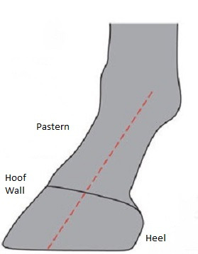 (Fig.1) correct hoof-pastern axis