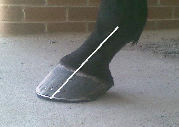 (Fig.2) correct hoof-pastern axis