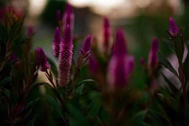 These are growing outside my favourite nursery. We popped in the other day to grab a plant just as they were closing and I grabbed this in their gardens out the front.