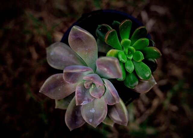 My succulent collection is slowly expanding. Love the colours in these two, so vibrant and pretty.