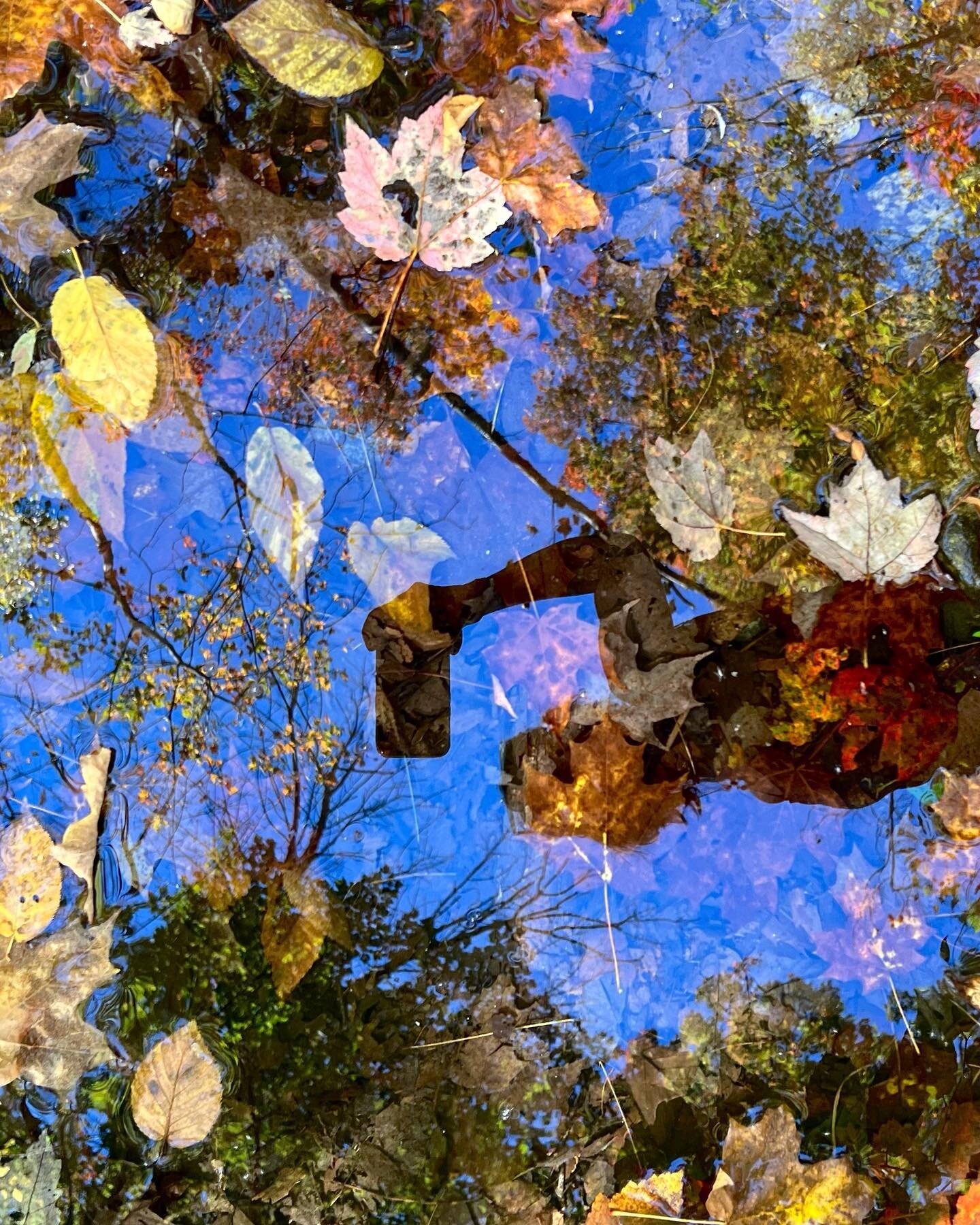 The colors in this puddle shot selfie are 100% real, didn&rsquo;t nudge them at all, it&rsquo;s another amazing autumn in New England. 

#goandcapturethelight #songofseasons
#allkindsofmagic #macrohappiness #fallvibes #fallcolors #puddlereflection