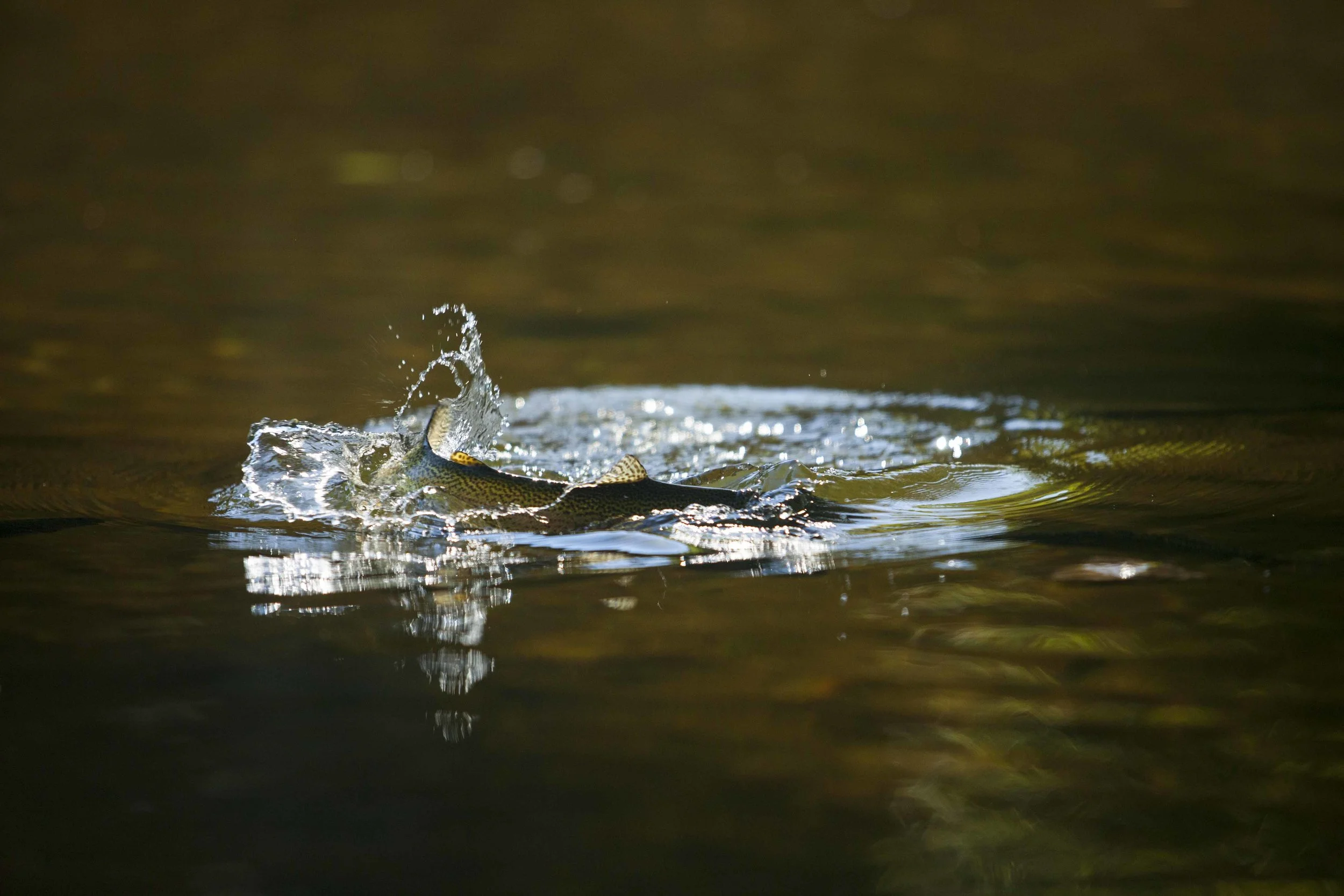 Fighting Rainbow.JPG