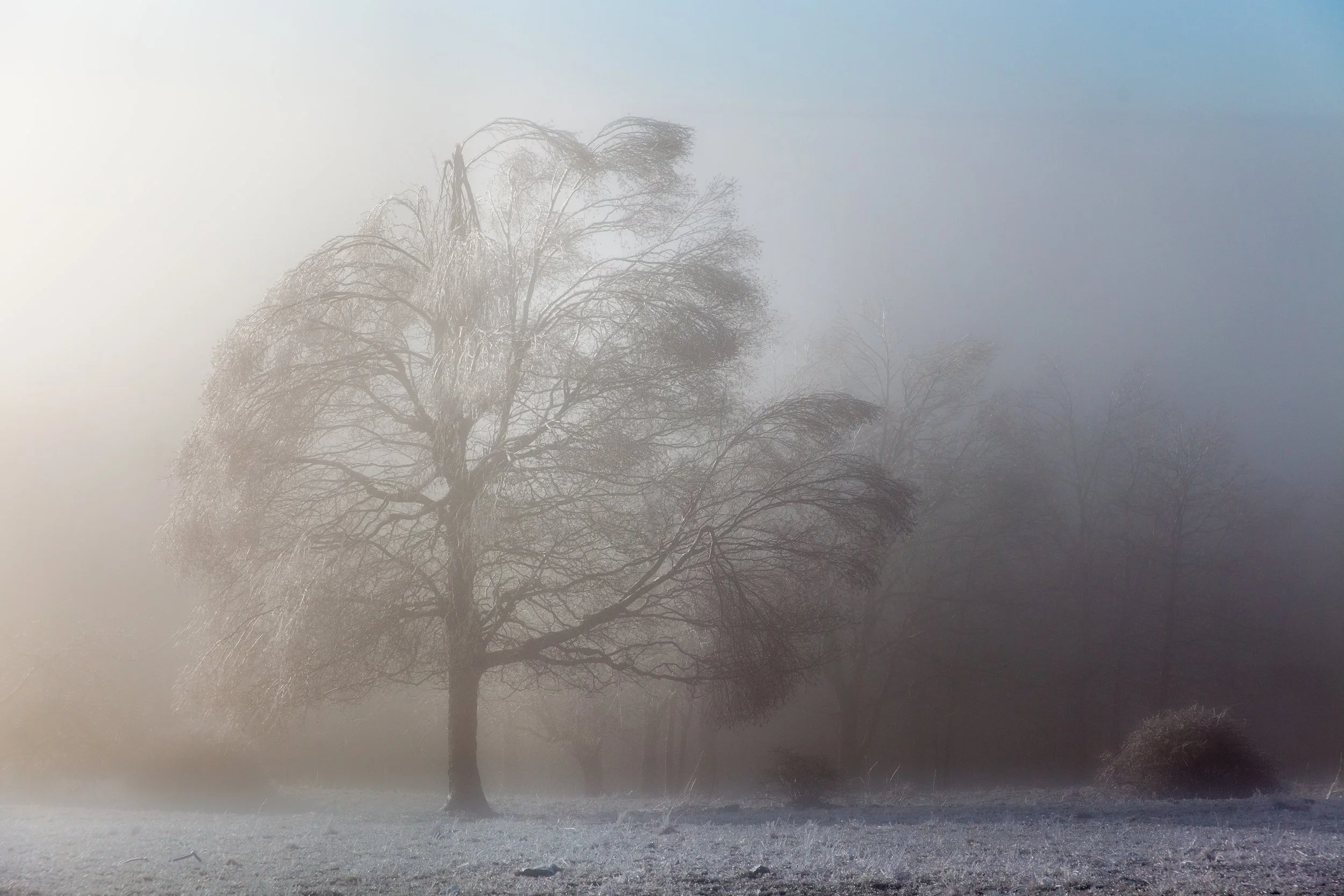 Tree.jpg