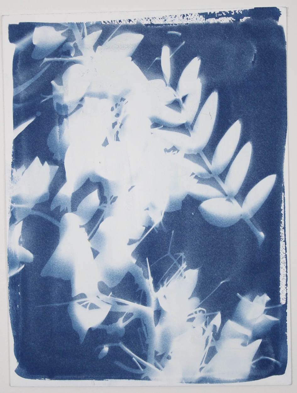 Large Botanical Orignial Cyanotype Photogram 2
