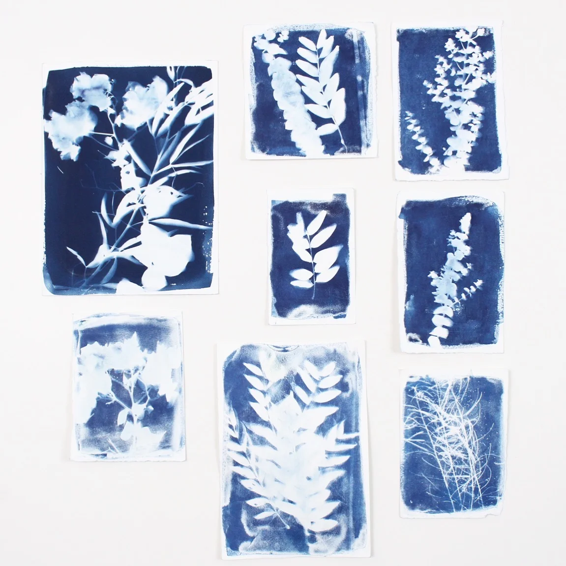 Large Botanical Orignial Cyanotype Photogram 2