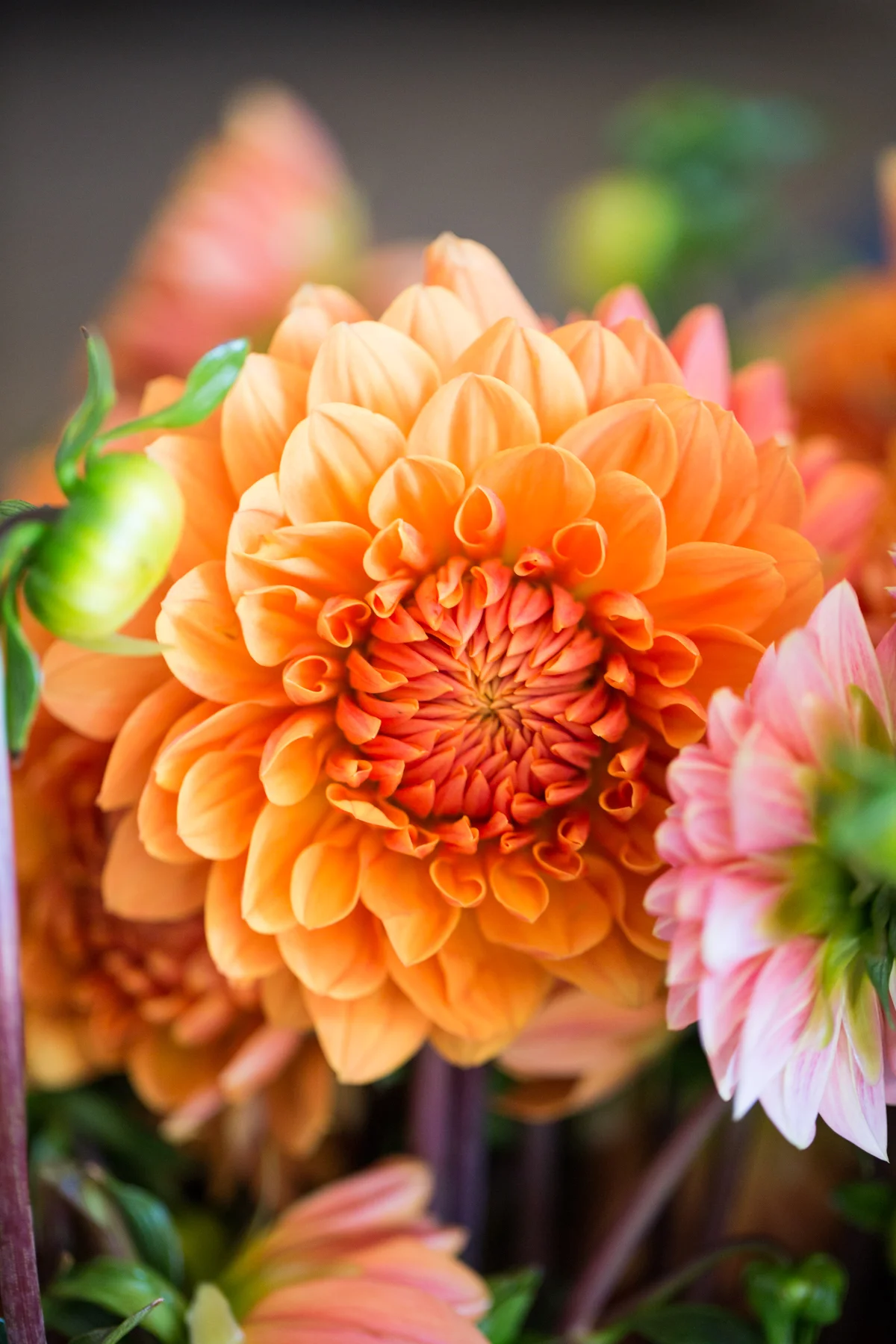 GardenDistrict-Camflor-SelaviePhoto-80.jpg