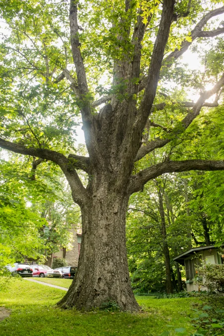 Tree 450x675.jpg