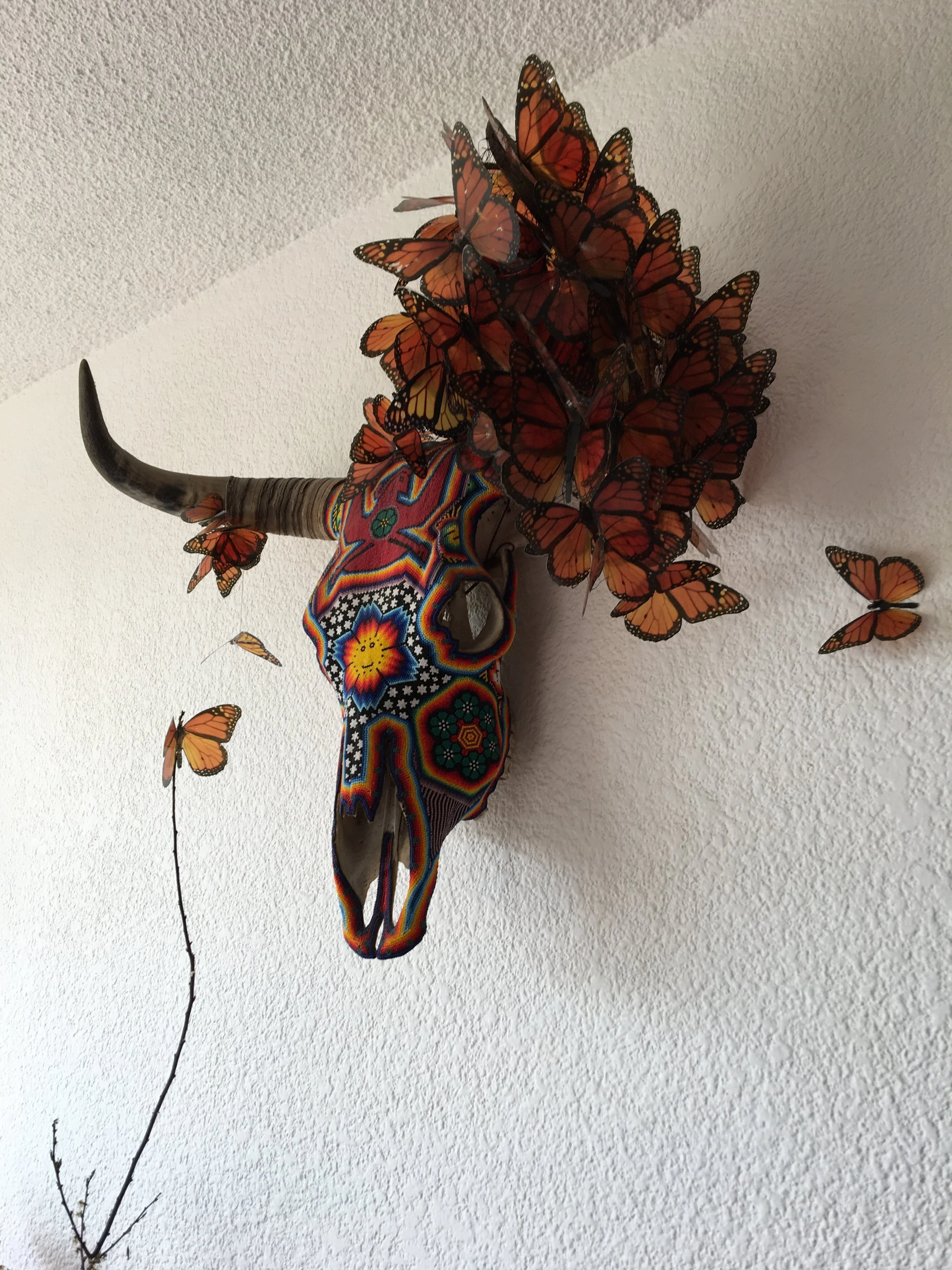  150 acetate butterflies in a bull skull decorated with Huichol art, at the head quarters of Todos Somos Mariposas in Ciudad de Mexico, before the earthquake of September 2017.  