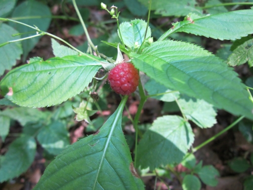 Rubus idaeus , 2013