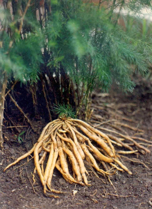 Shatavari root