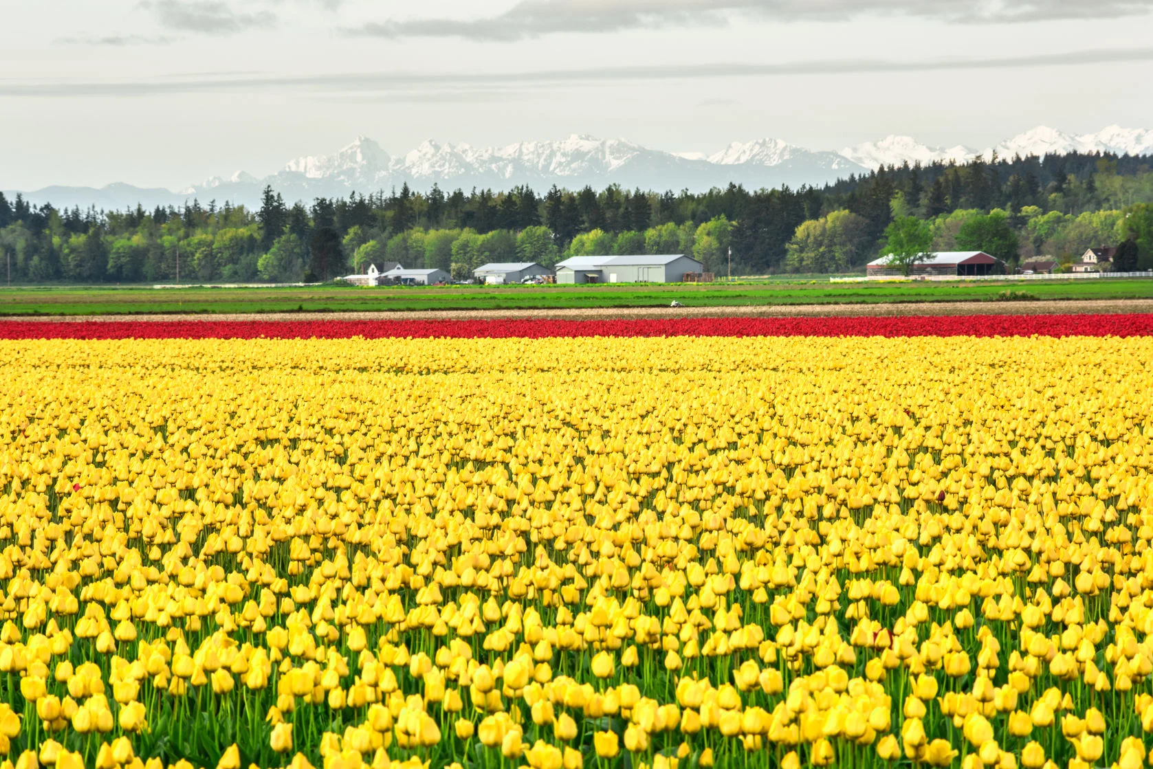 Skagit.jpg