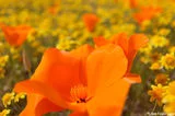 CALIFORNIA CENTRAL VALLEY <b>SOLD!</b>