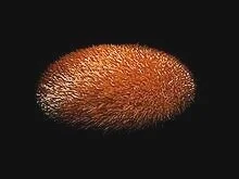 tribble.jpg