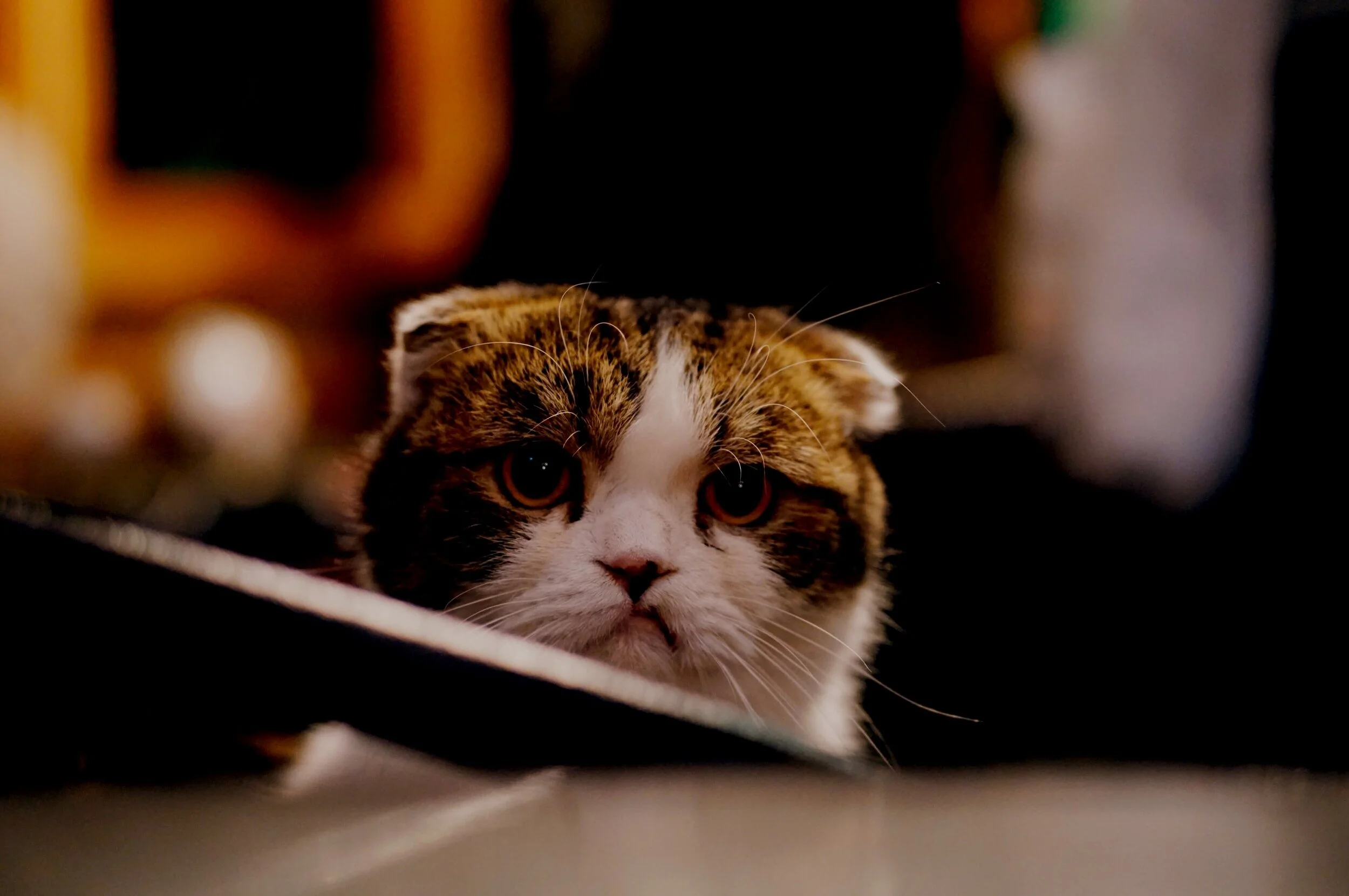 Sick of Zoom Yet? A Pastoral Call to Persevere 