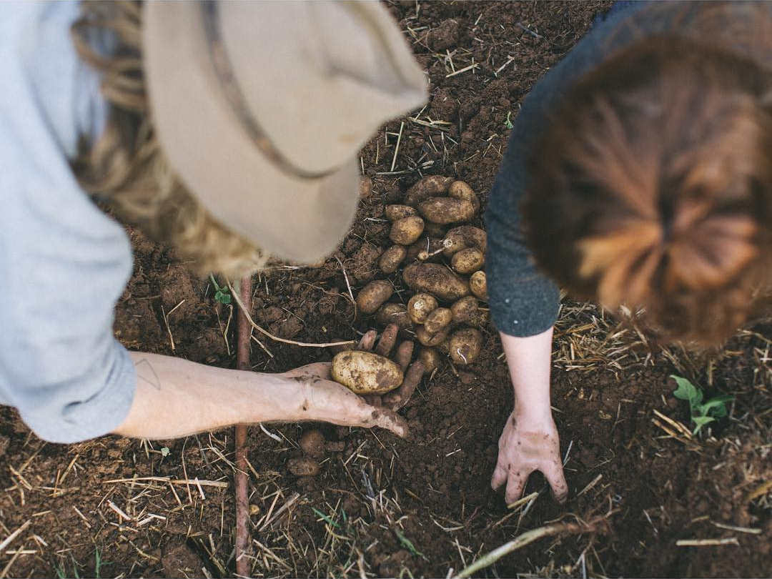 artamanen :
“The soil is the great connector of lives, the source
and destination of all. It is the healer and restorer and resurrector,
by which disease passes into health, age into youth, death into life.
Without proper care for it we can have no community, because without
proper care for it we can have no life.” – Wendell Berry
Photo: Matt + Lentil