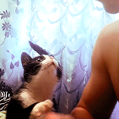tumblr_n6972wW2k91rrrafbo1_250.gif