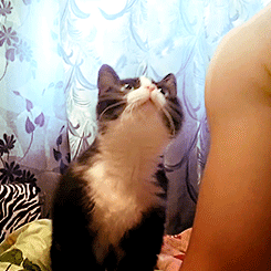 tumblr_n6972wW2k91rrrafbo2_250.gif