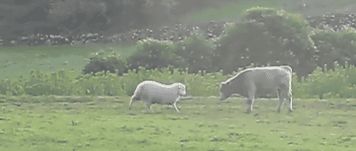 setbabiesonfire :
medievalfantasist :
gicknilbert :
HOW DID I SCROLL PAST THIS WITHOUT GIVING IT A CHANCE
With this gif, we shall achieve world peace.
I love this; the sheep is trying to teach the cow how to head-butt like sheep/rams do, and the cow’s just like “I don’t know what you’re doing”*BOOP*.