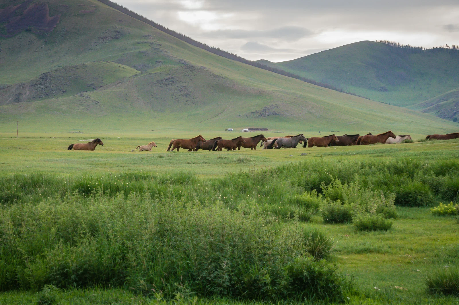 Mongolian Horseman