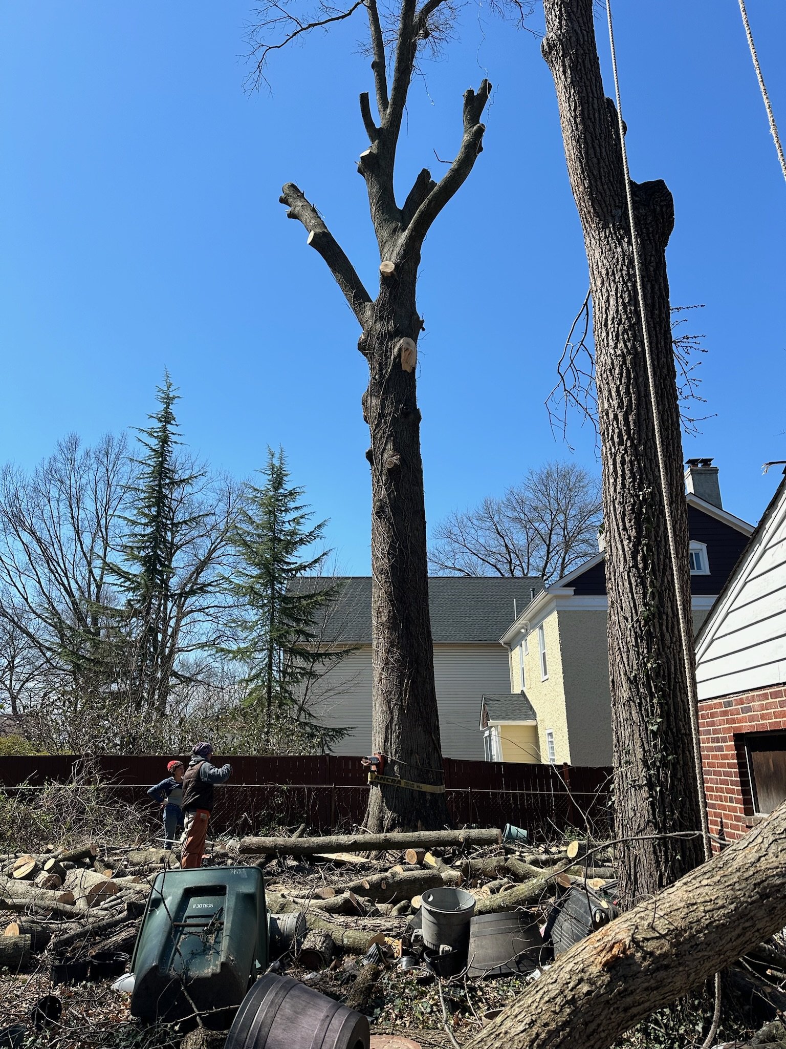 Tree Removal Progress