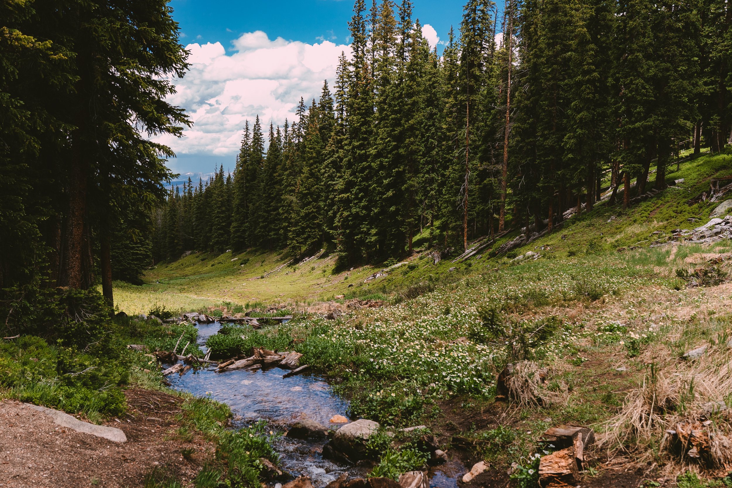 Winter Park Meadow.jpg