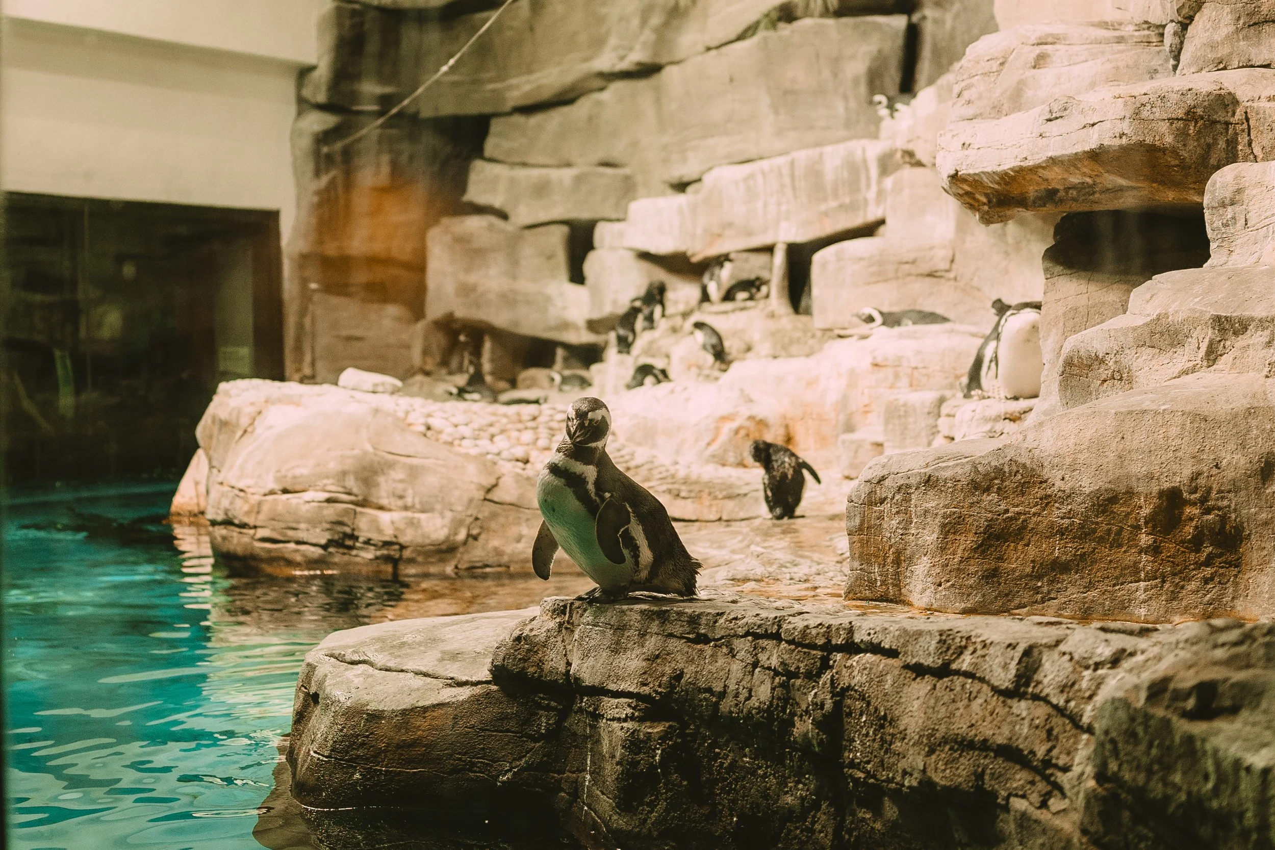 Bryan + Jake - Sneak Peeks _ Kaitlyn Johnston Photography-37.jpg