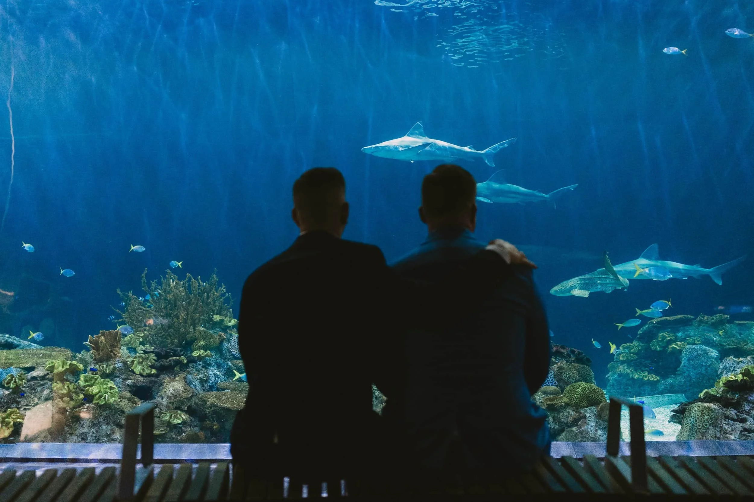 Two men sit on a bench in front of a large aquarium tank, watching various fish swimming among coral and rocks.