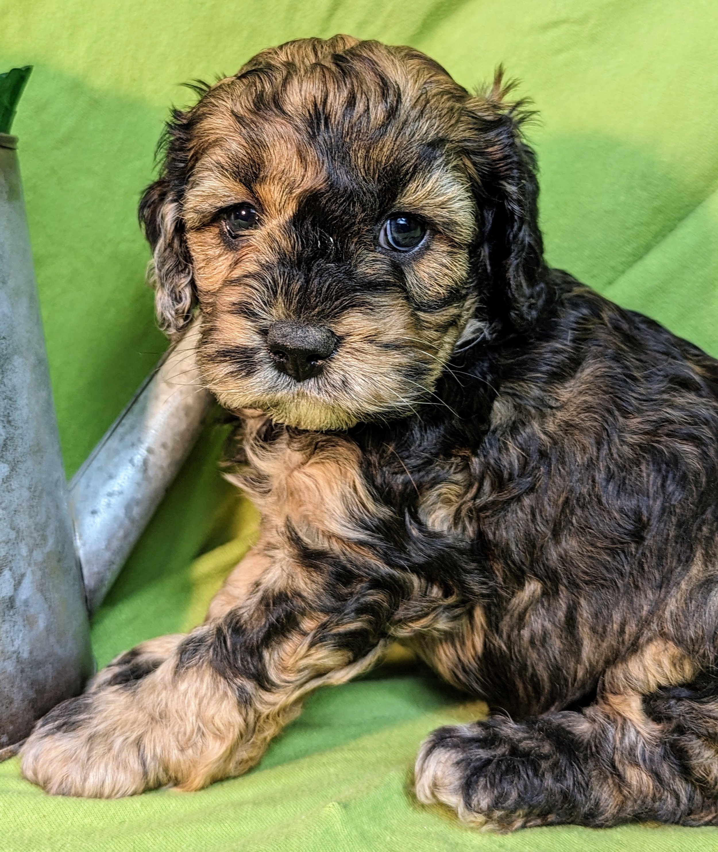 Cockapoo, Cavapoo, Mini Poodle Puppies for sale.