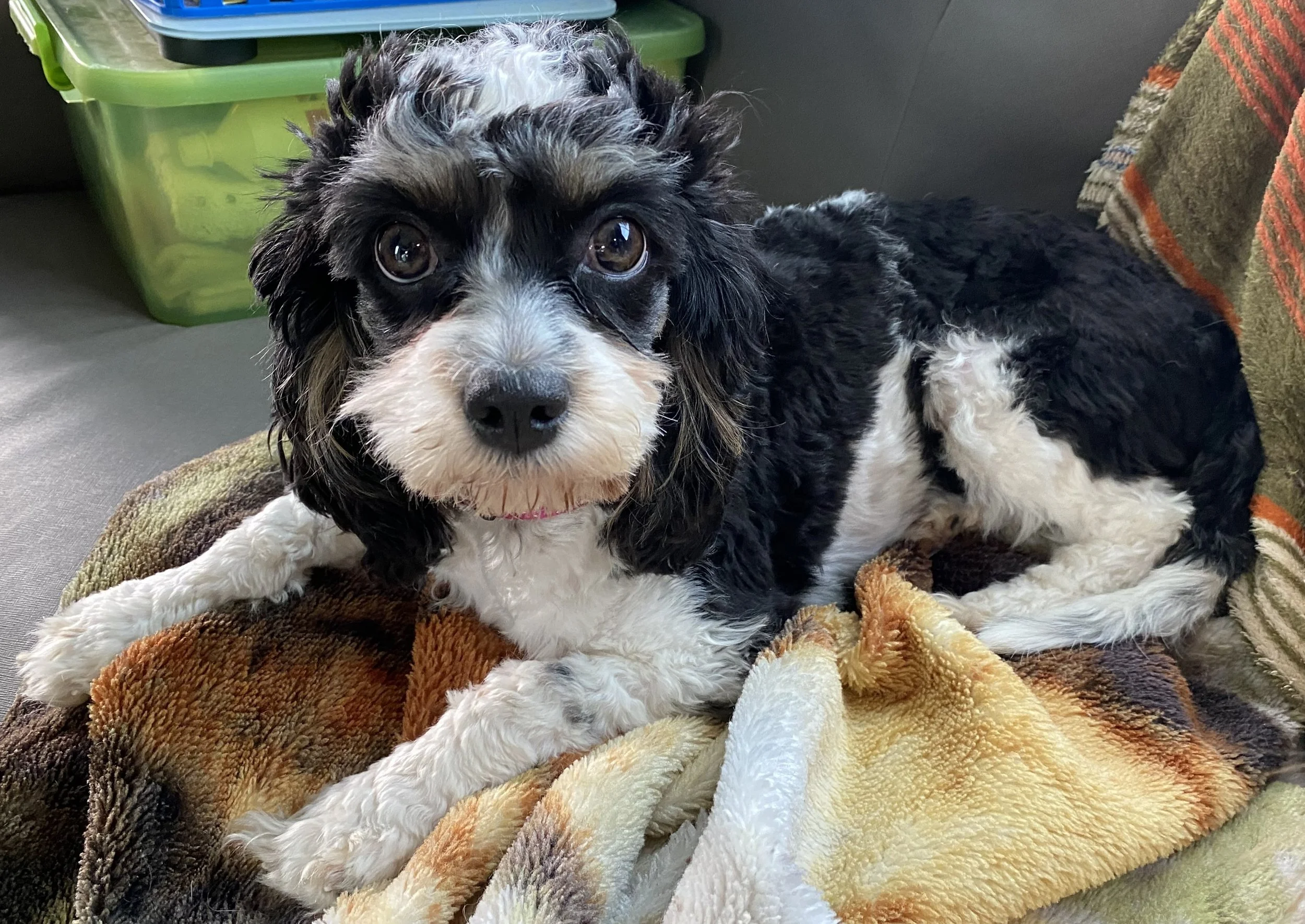 Cockapoo, Cavapoo, Mini Poodle Puppies for sale.