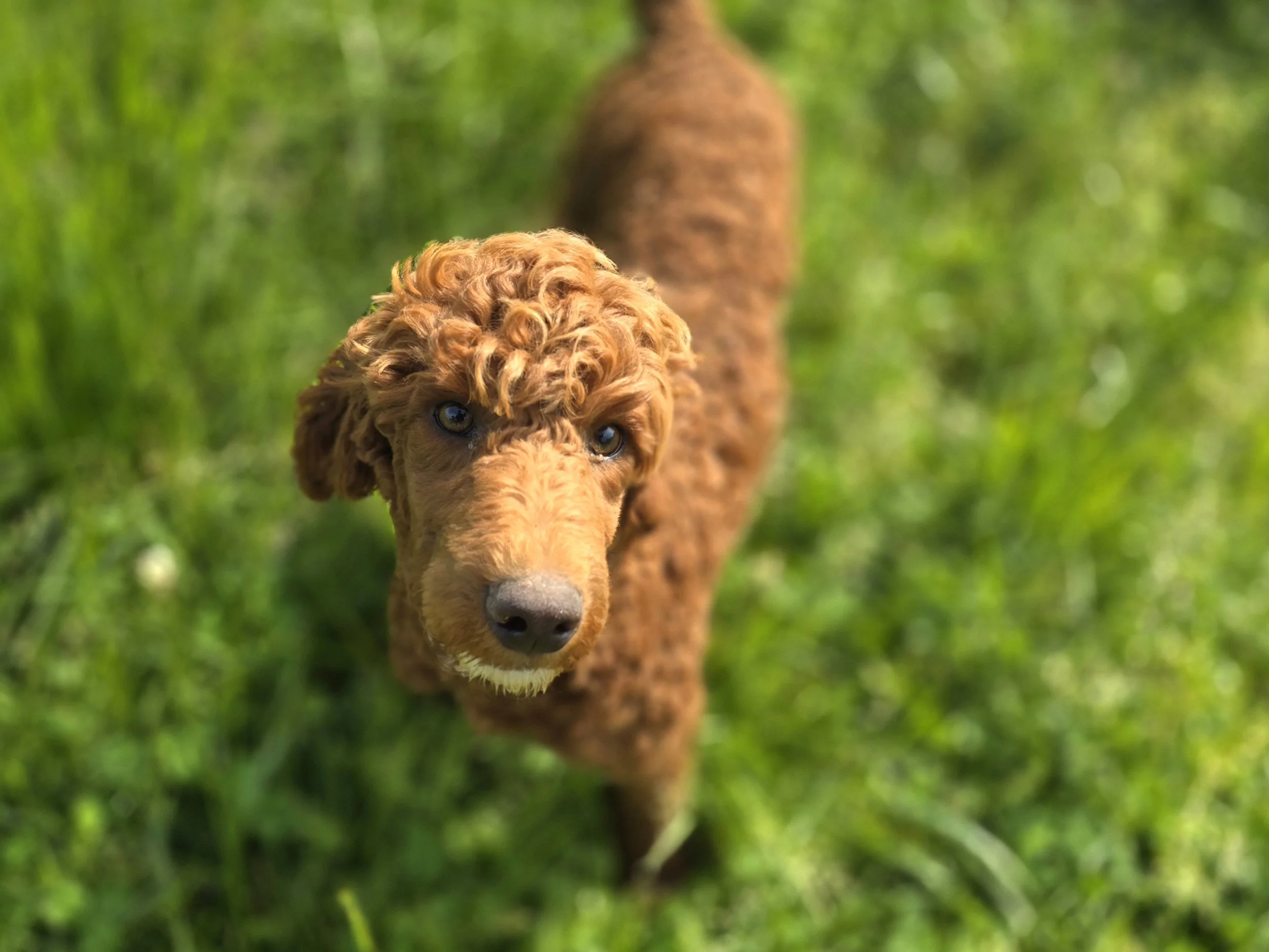 Cockapoo, Cavapoo, Mini Poodle Puppies for sale.