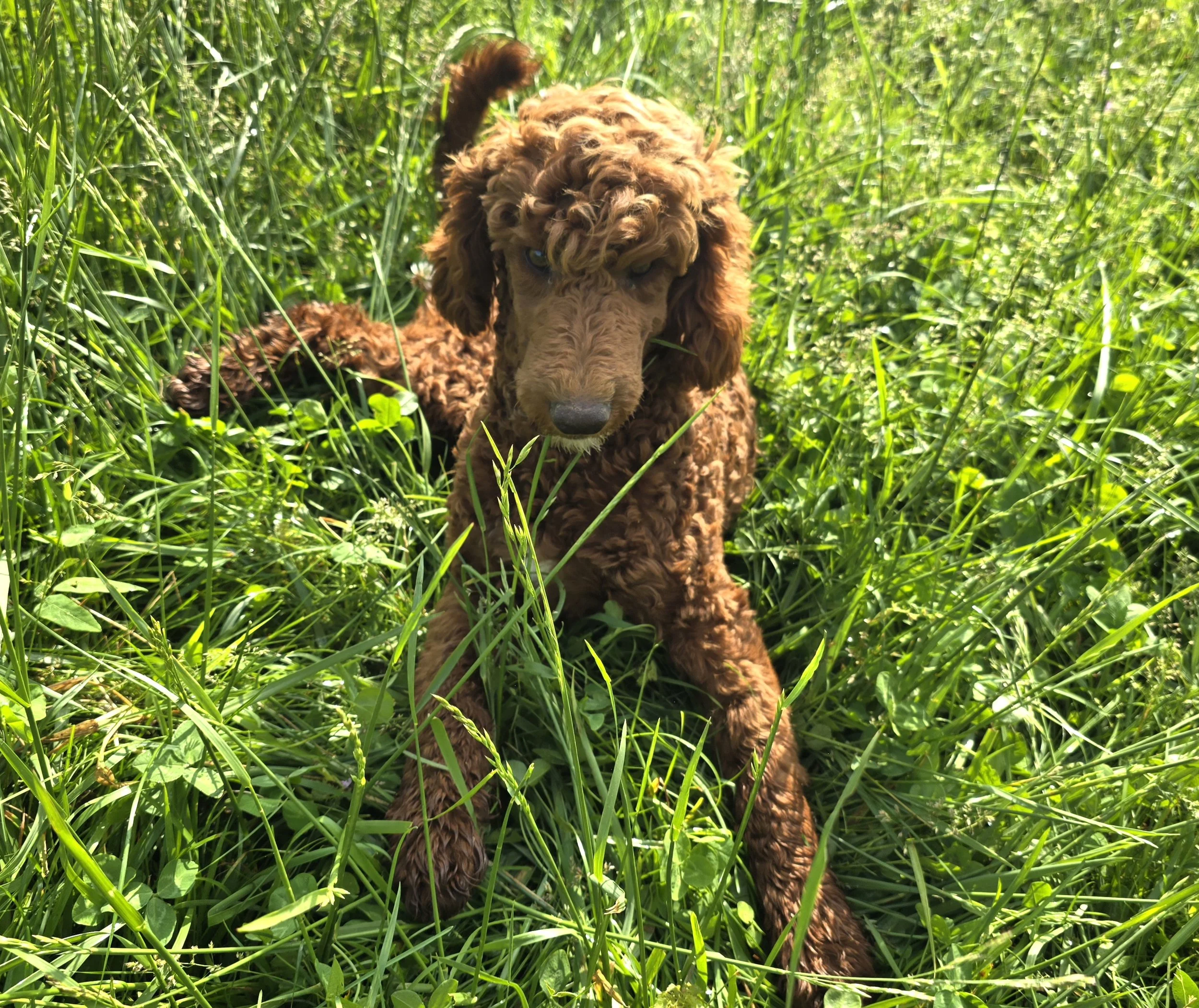Cockapoo, Cavapoo, Mini Poodle Puppies for sale.