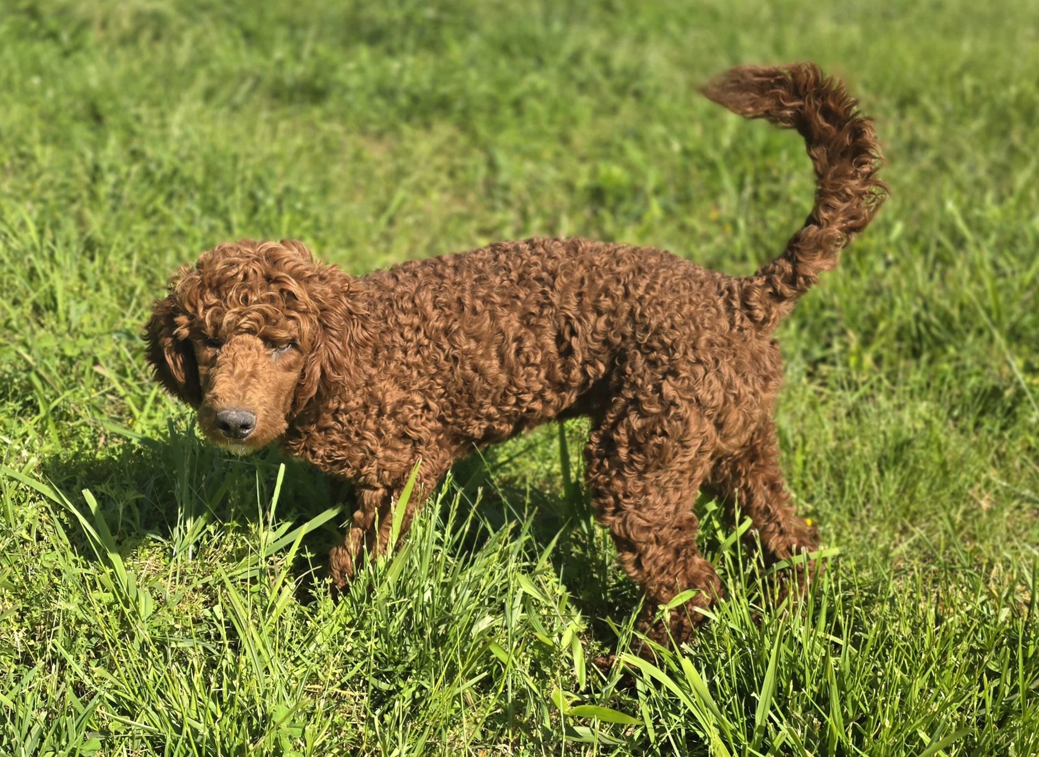 Cockapoo, Cavapoo, Mini Poodle Puppies for sale.