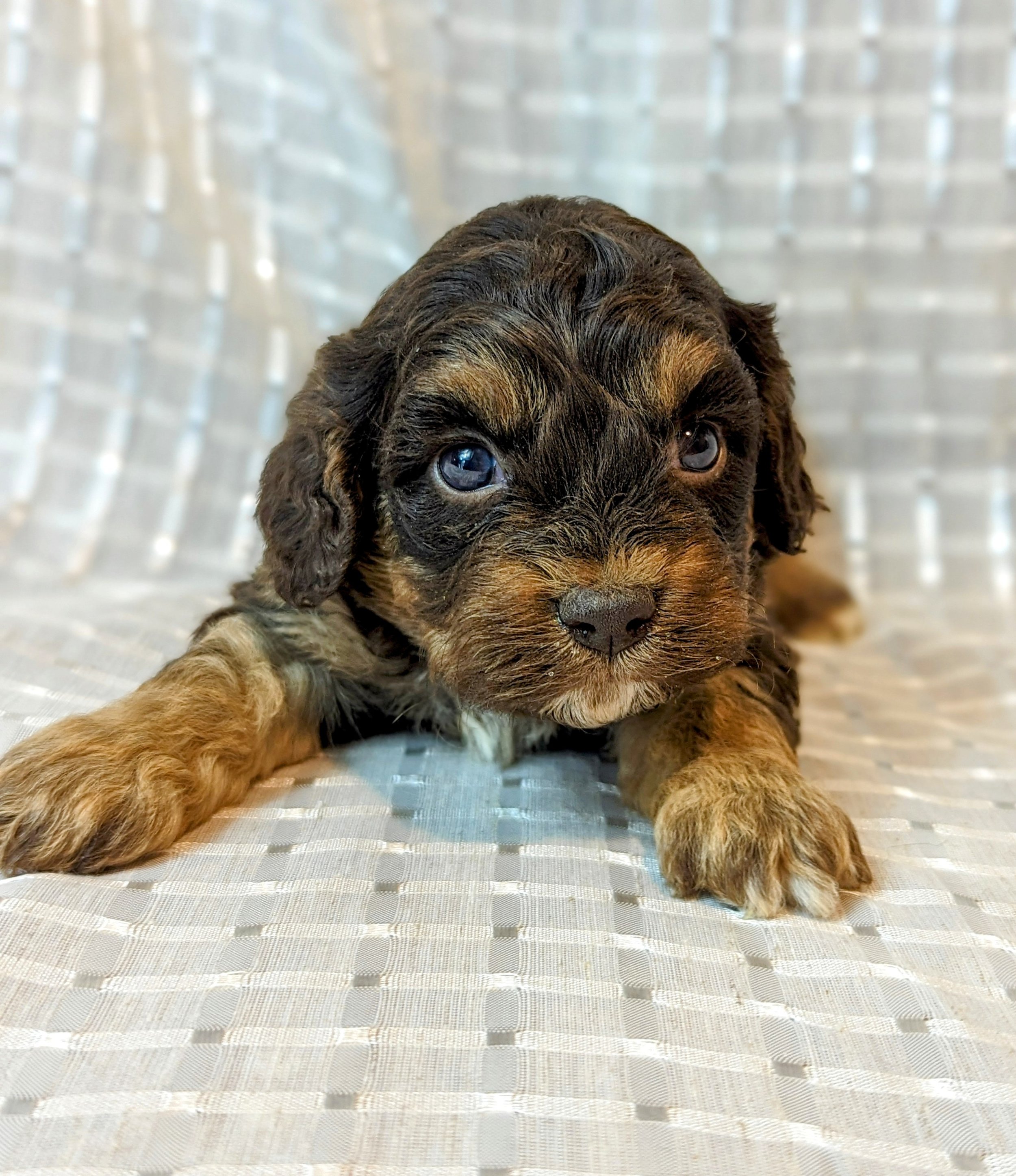 Cockapoo, Cavapoo, Mini Poodle Puppies for sale.