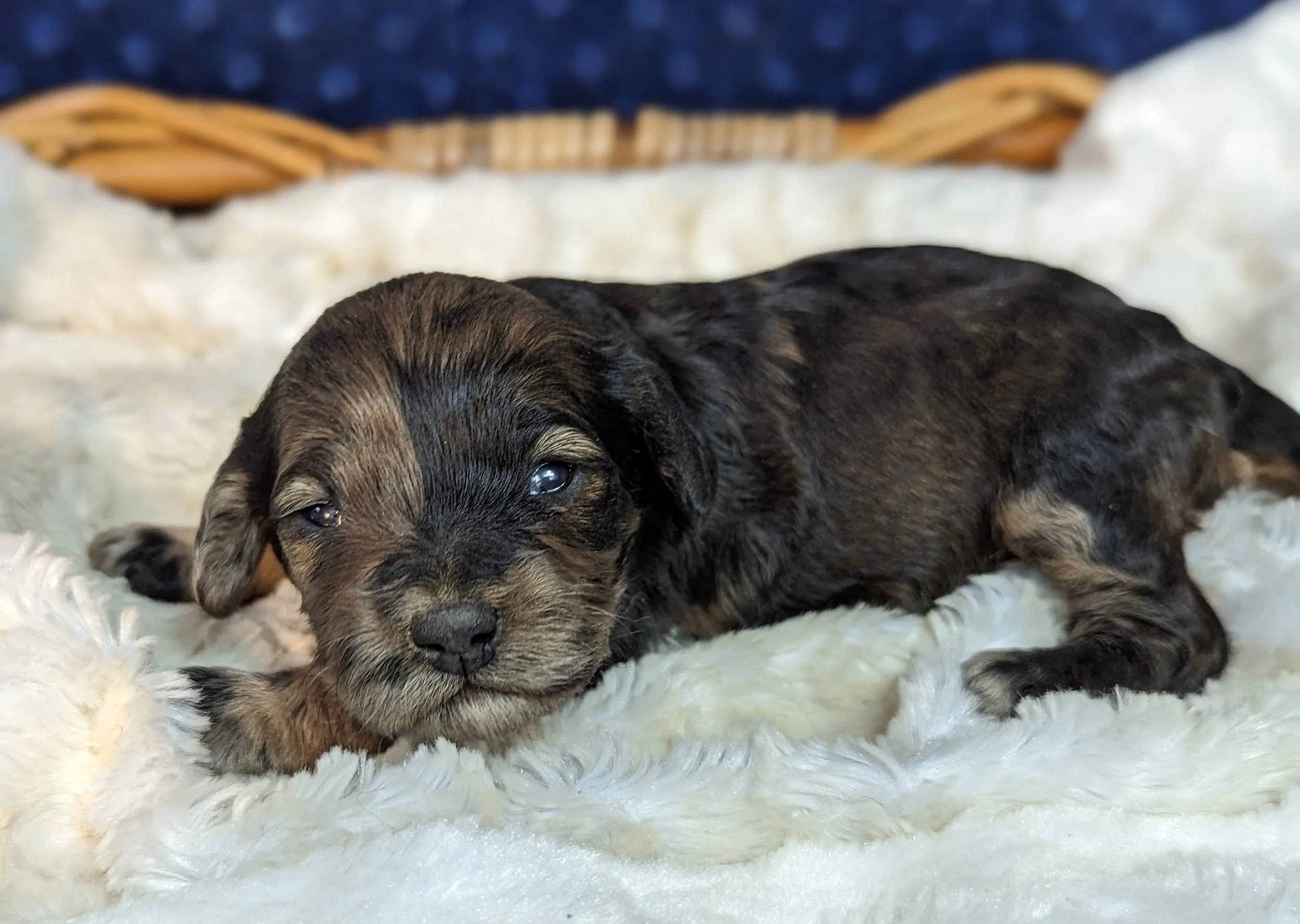 Cockapoo, Cavapoo, Mini Poodle Puppies for sale.