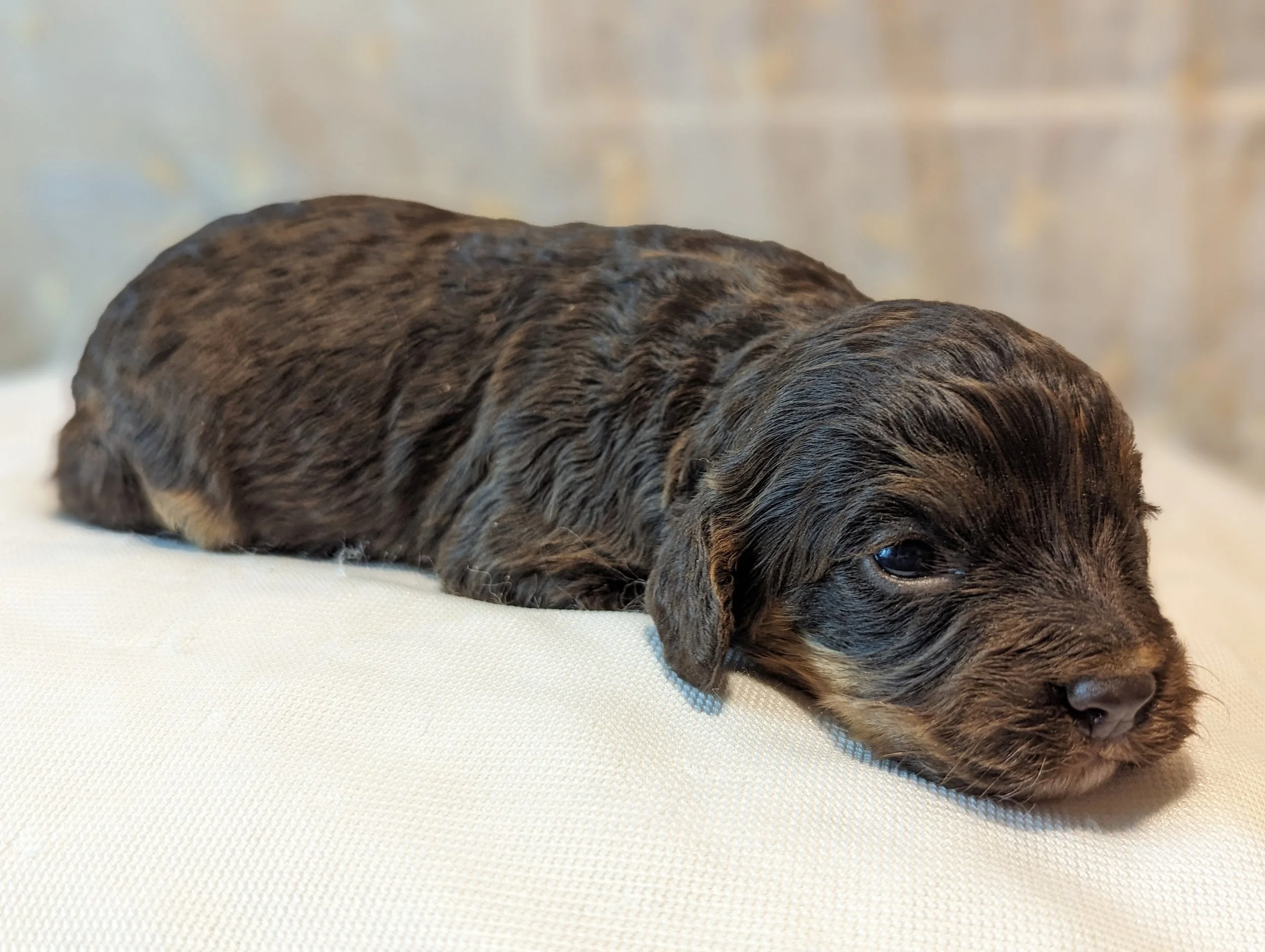 Cockapoo, Cavapoo, Mini Poodle Puppies for sale.