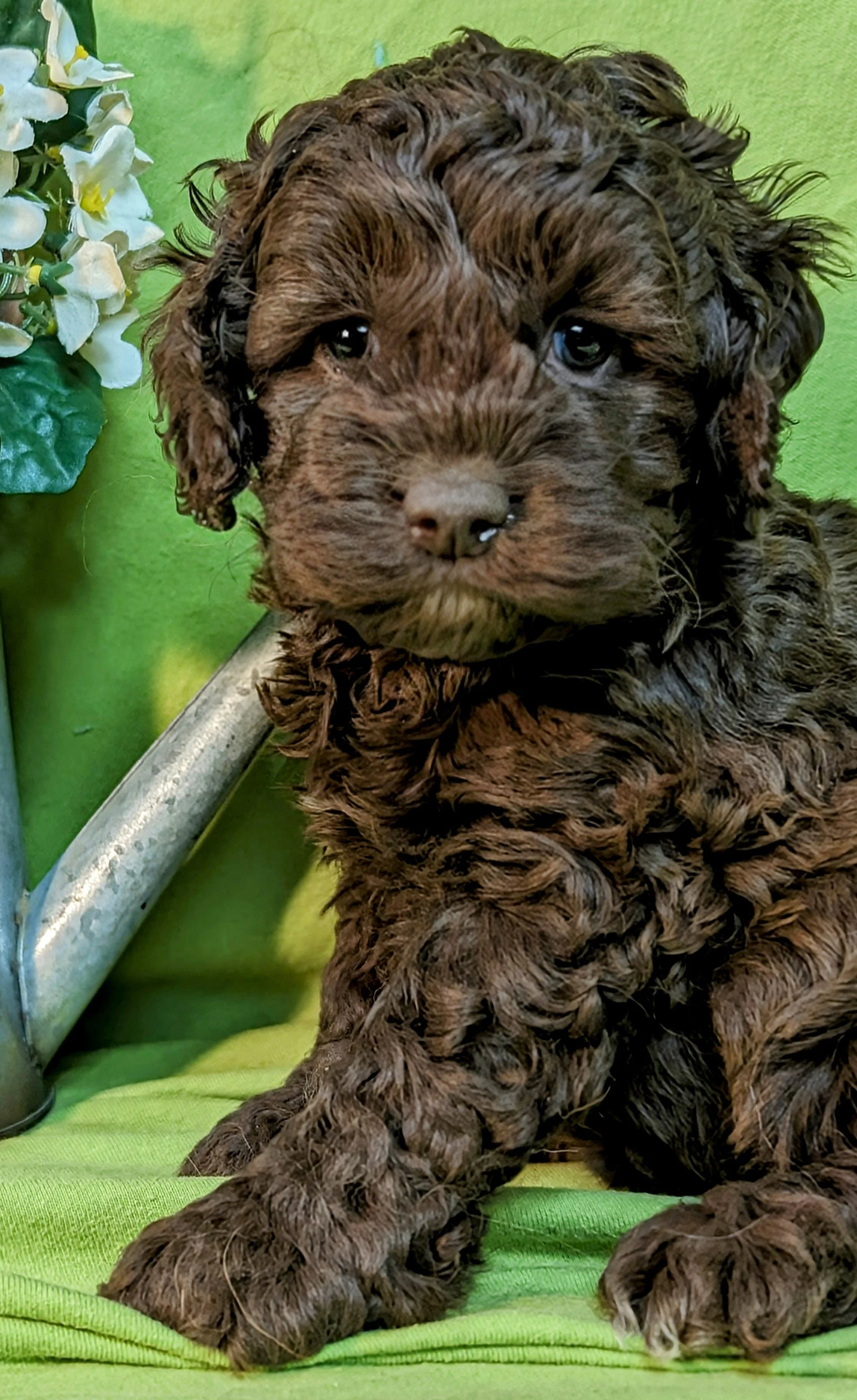 Cockapoo, Cavapoo, Mini Poodle Puppies for sale.
