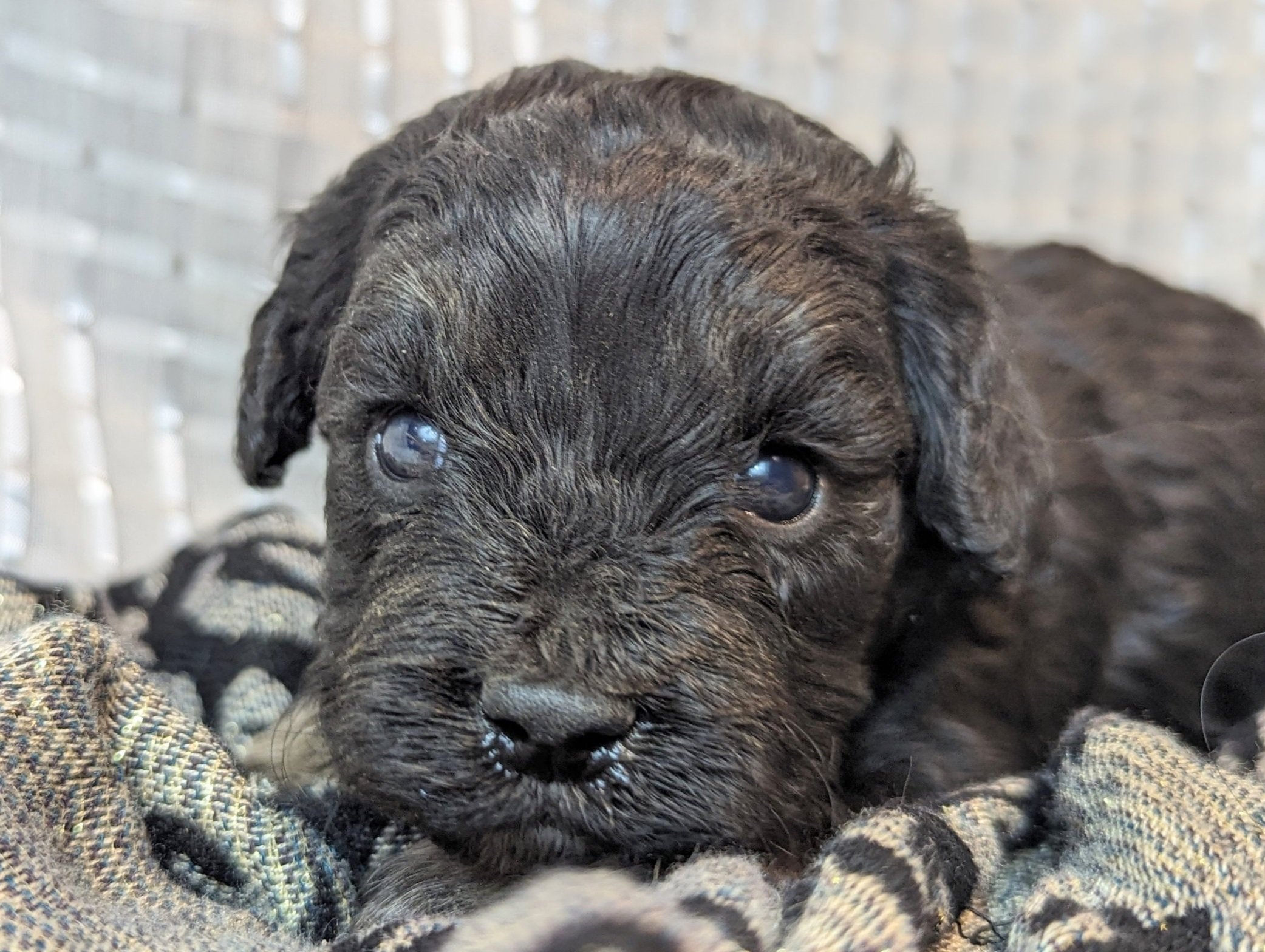 Cockapoo, Cavapoo, Mini Poodle Puppies for sale.