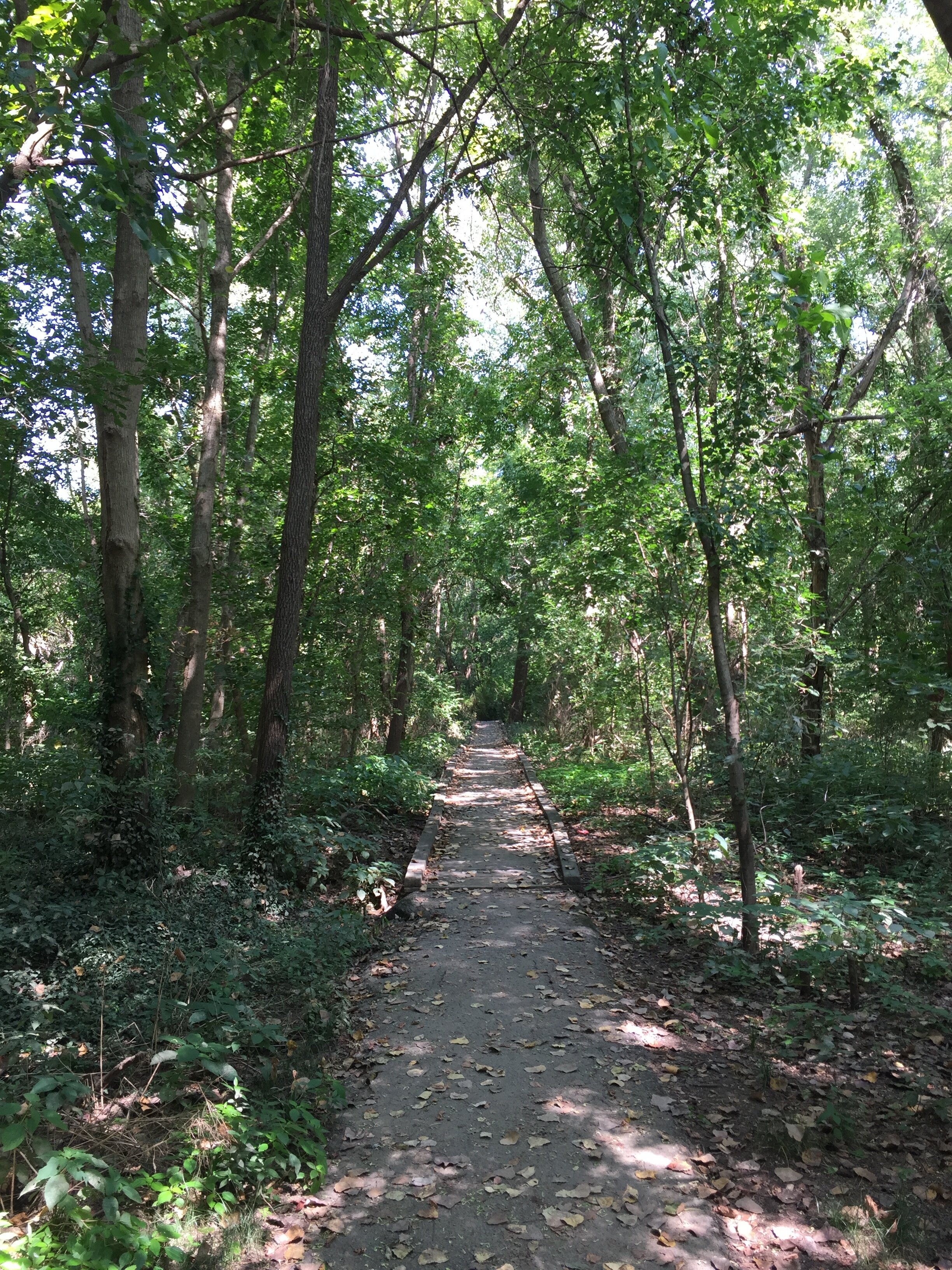 Forest bathing 