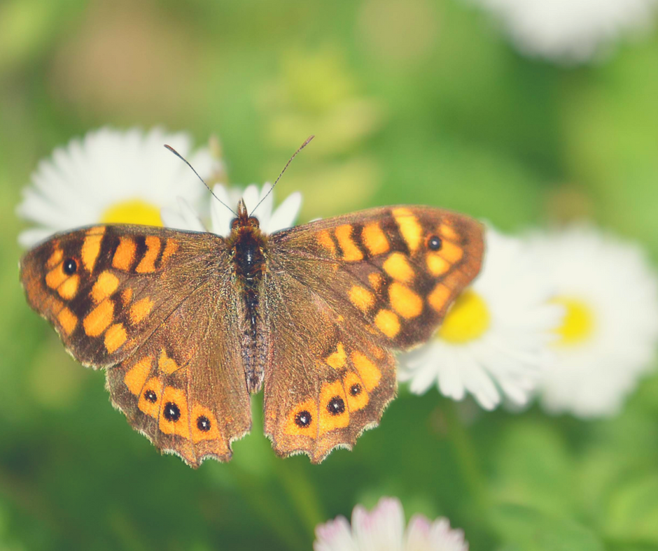 The Transformation of the Butterfly