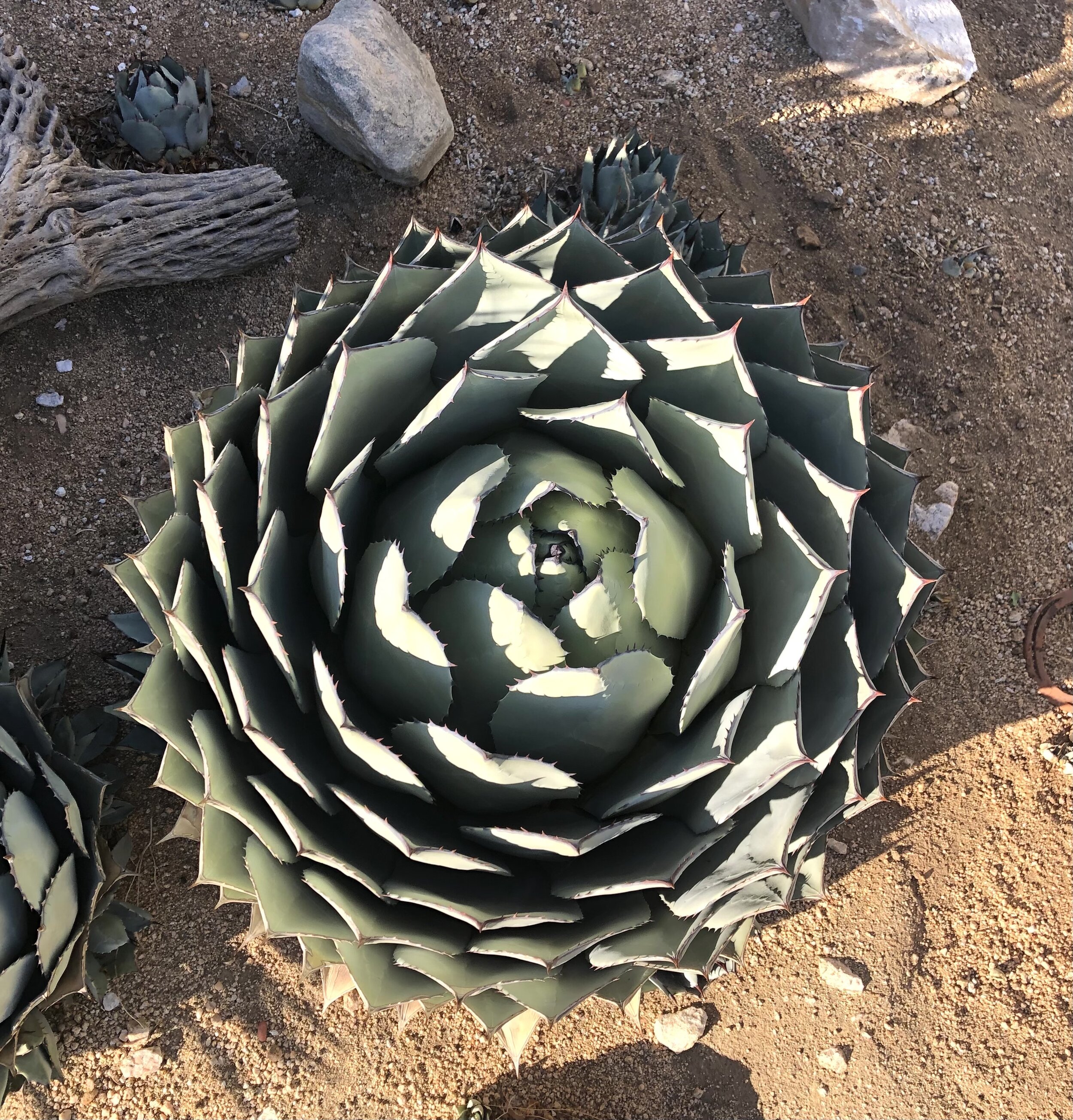 Sri cactus.jpg