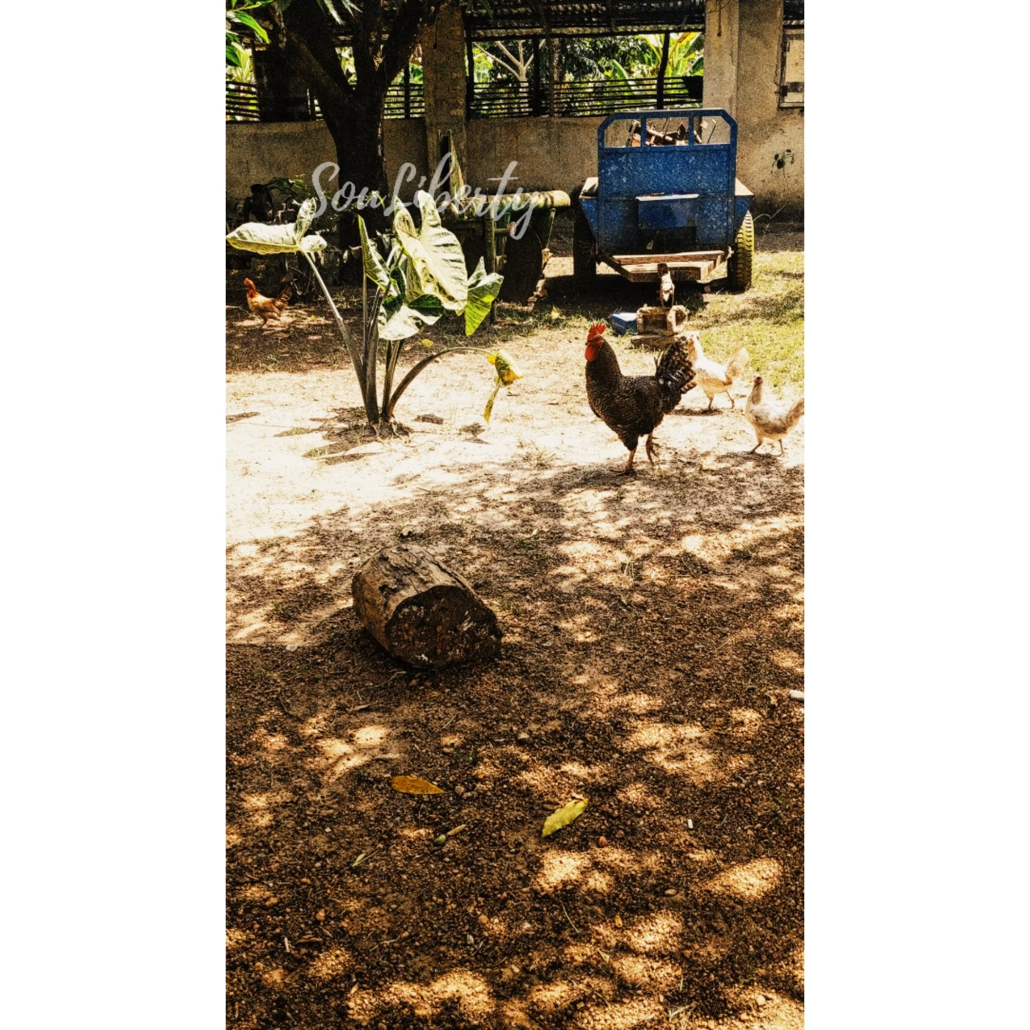 Chicken