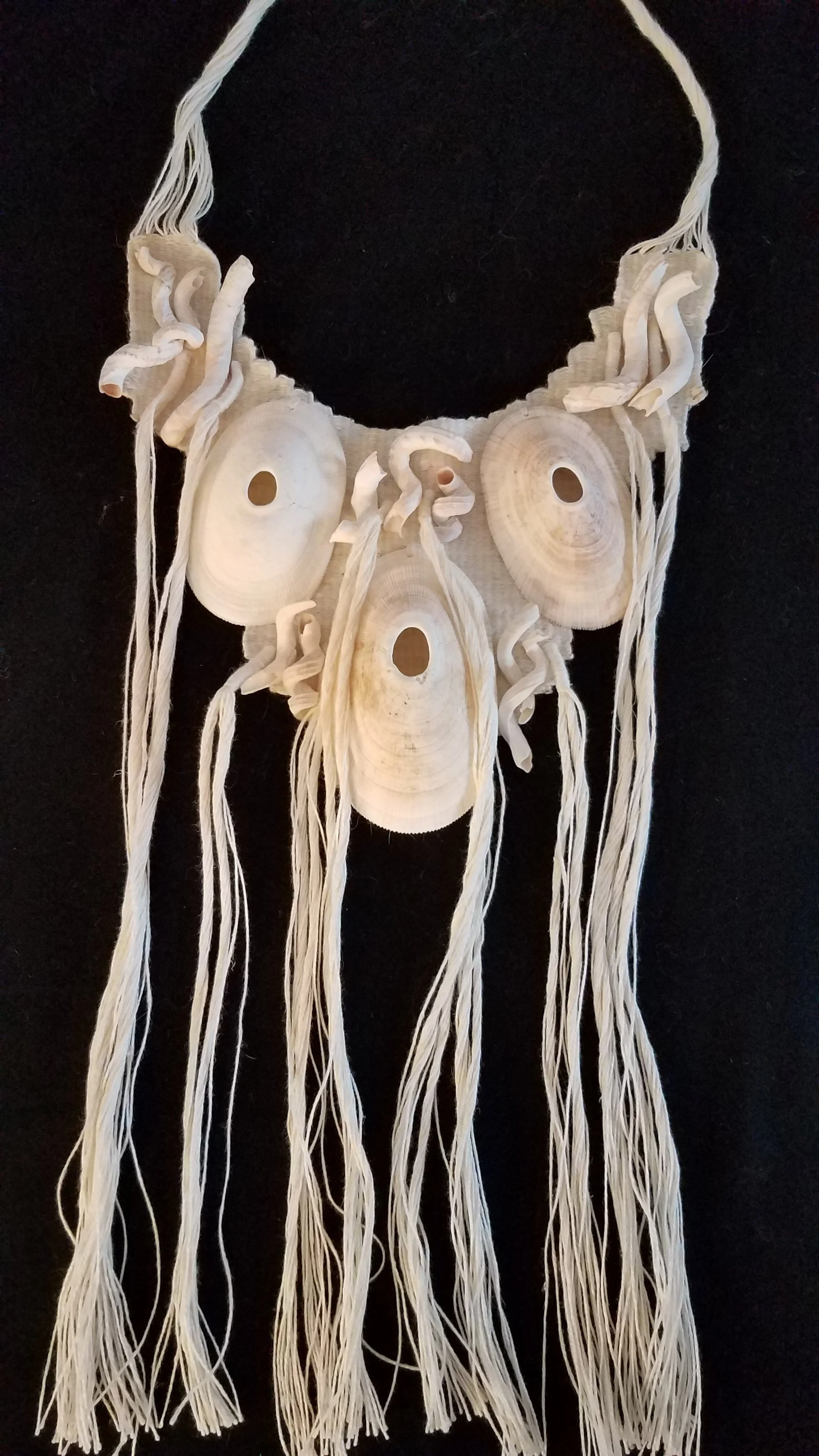 White Keyhole Limpets