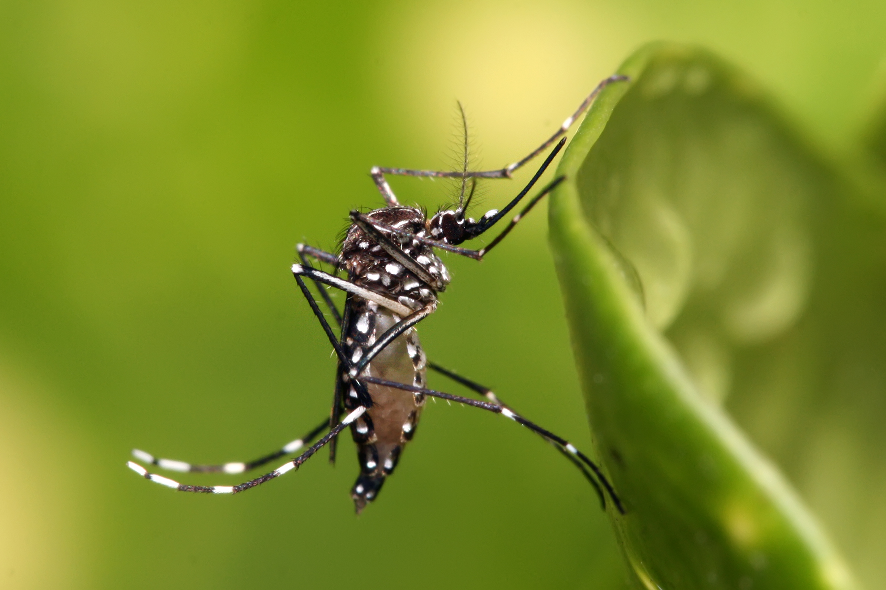 This female Aedes mosquito has a sugar meal in her gut. One can see this because her abdomen is swollen with the white sugary fluid.