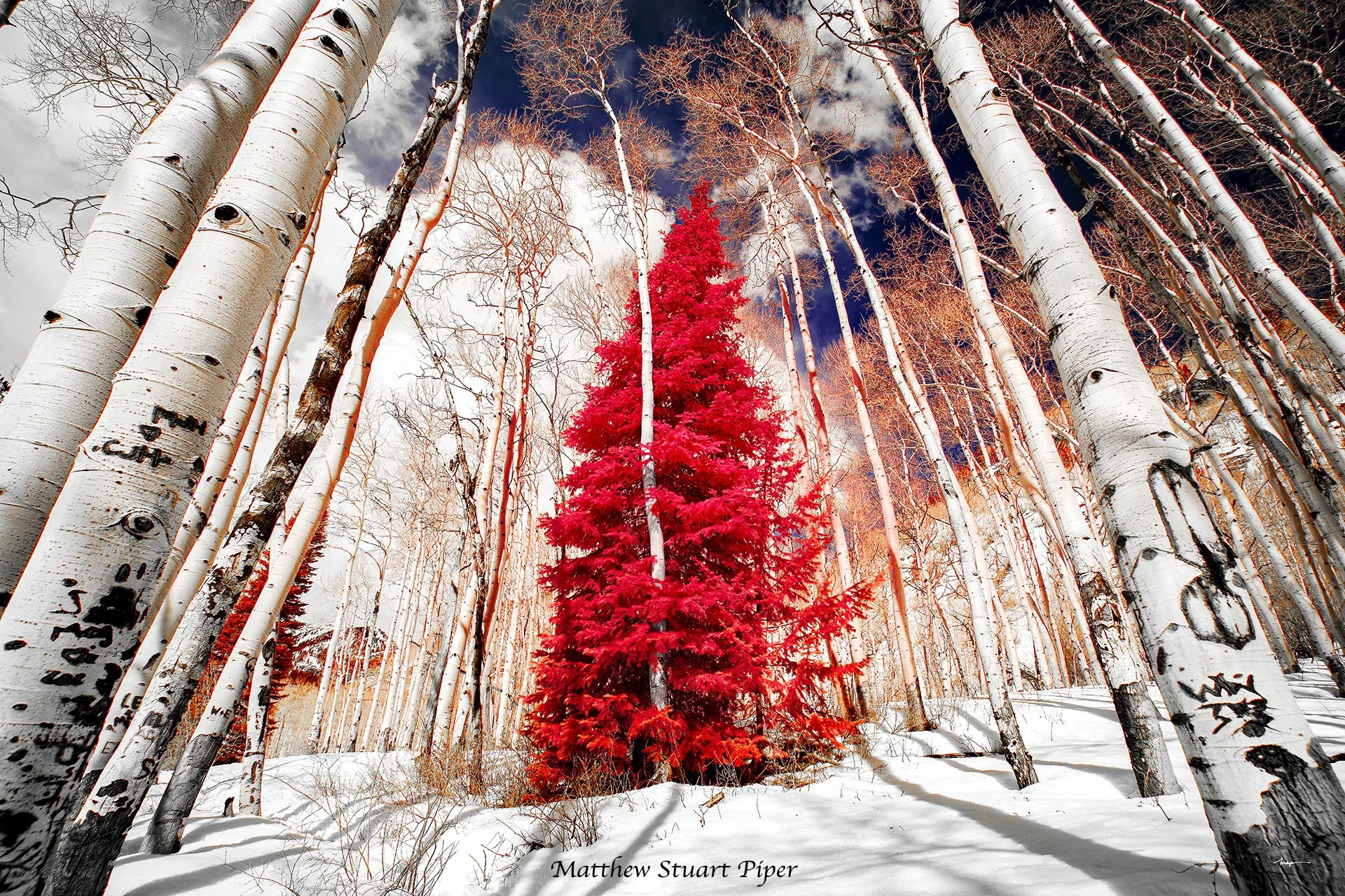 Winter Wedding