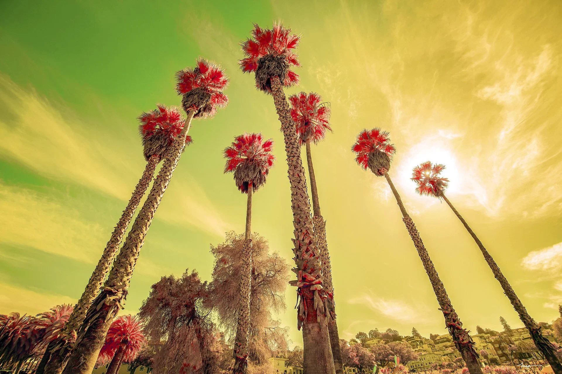 California Dreamin